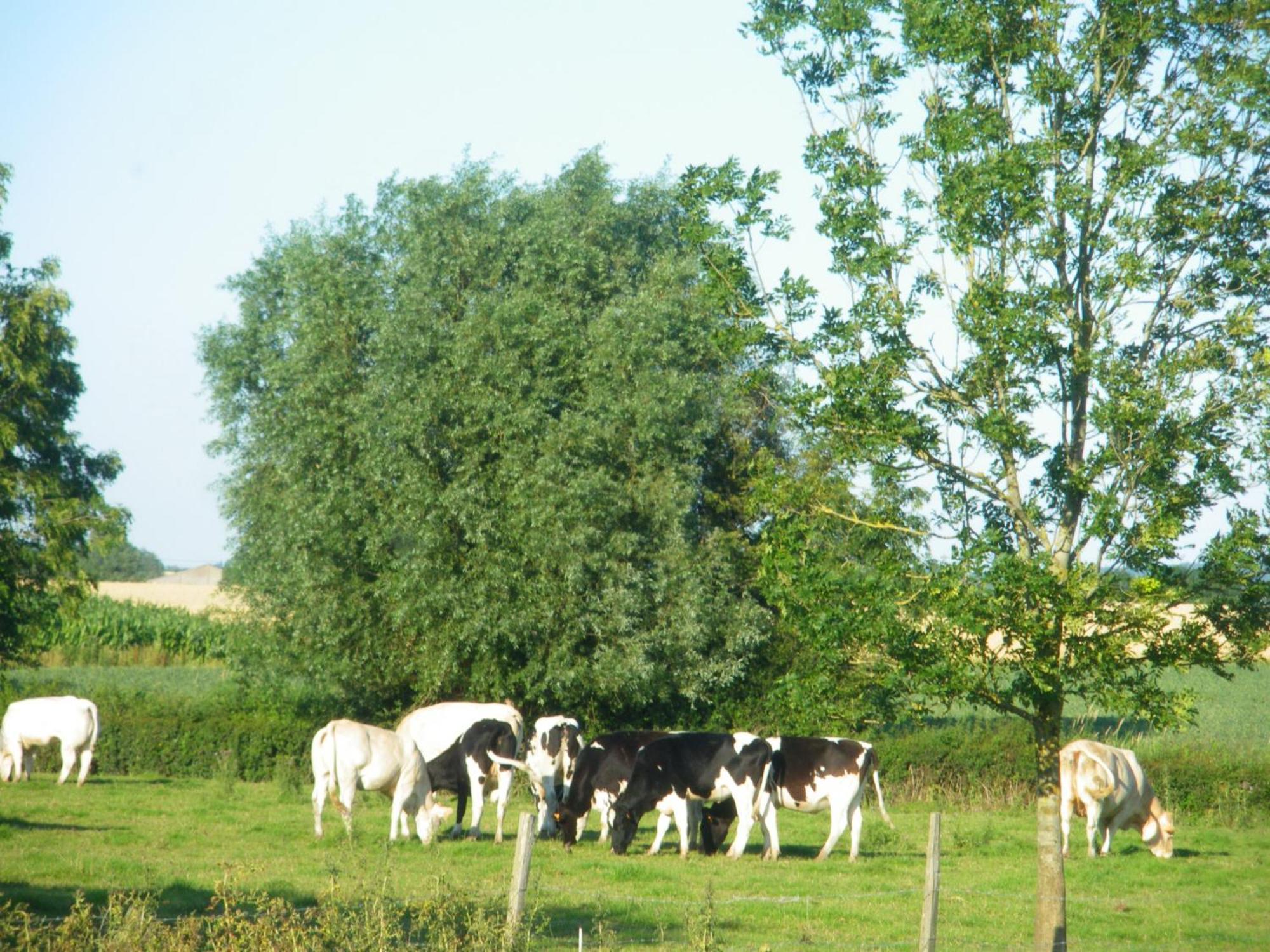 La Vallee Des Trois Monts Saint-Sylvestre-Cappel Exterior photo
